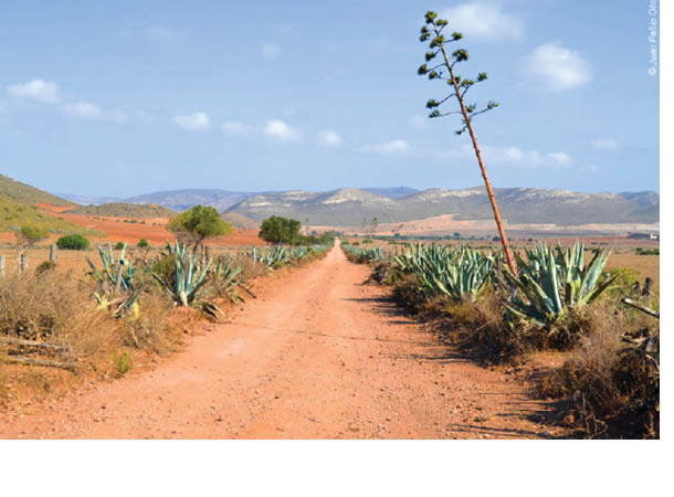 desert4.jpg